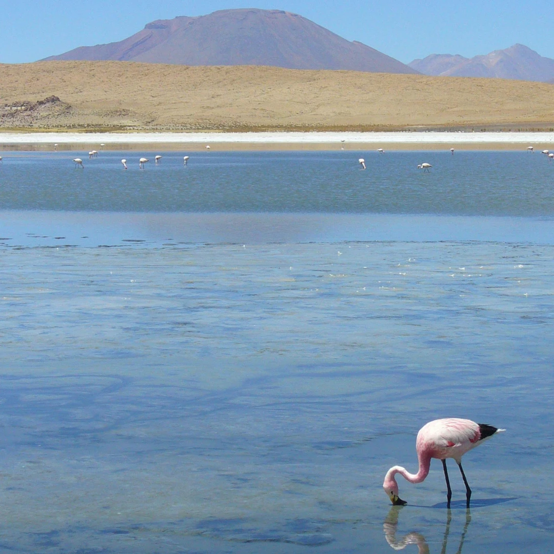 salar (2)